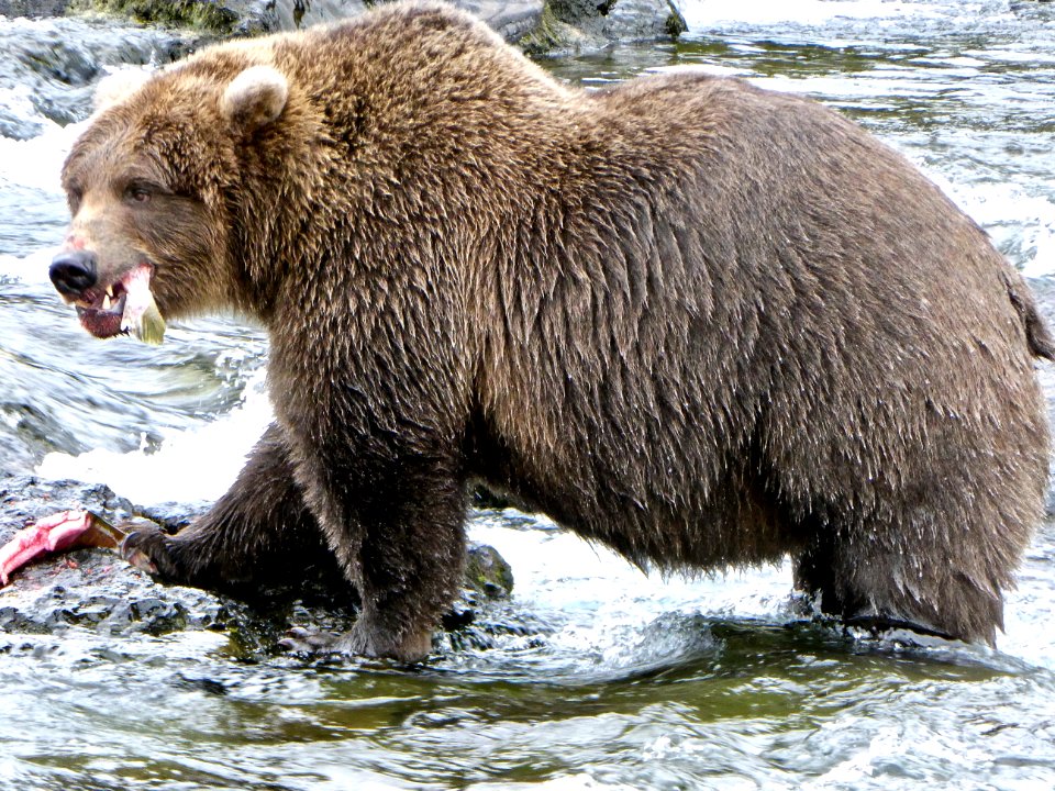 Bear 284  NPS Photo/N. Boak