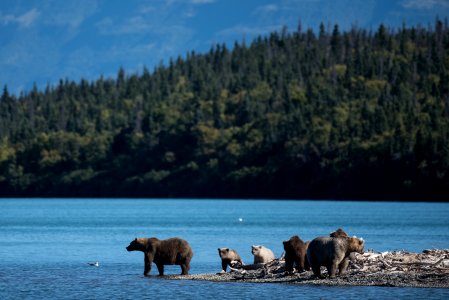 Bears 482 and 435 families gather the confluence of the Brooks River and Naknek Lake