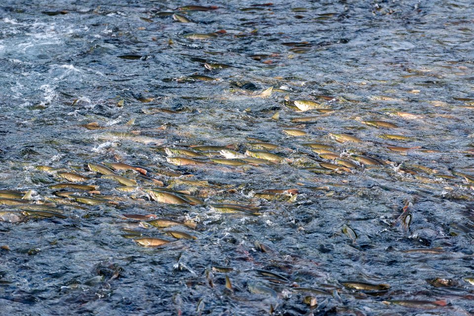 Salmon in the Brooks River