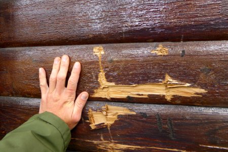 bear damage on a cabin at Brooks Lodge