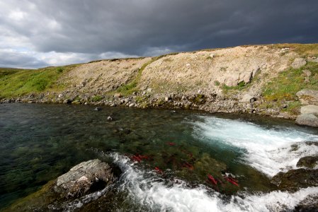 Salmon gather at the bottom of a waterfall to make their way to spawning grounds in the Katmai Preserve NPS Photo/Russ Taylor