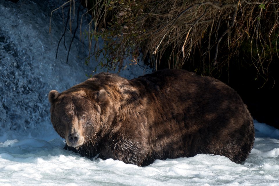 Bear 856 at Brooks Falls