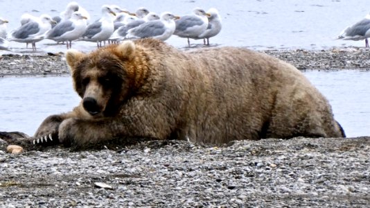 Bear 435 NPS Photo/N. Boak