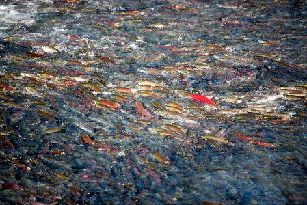 Salmon in the Brooks River