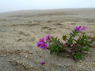 Dwarf fireweed Chamerion latifolium) at the base of Mt. Griggs