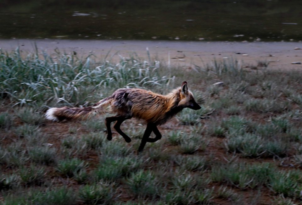 Swikshak-wildlife8-JPaluh-6-20-18