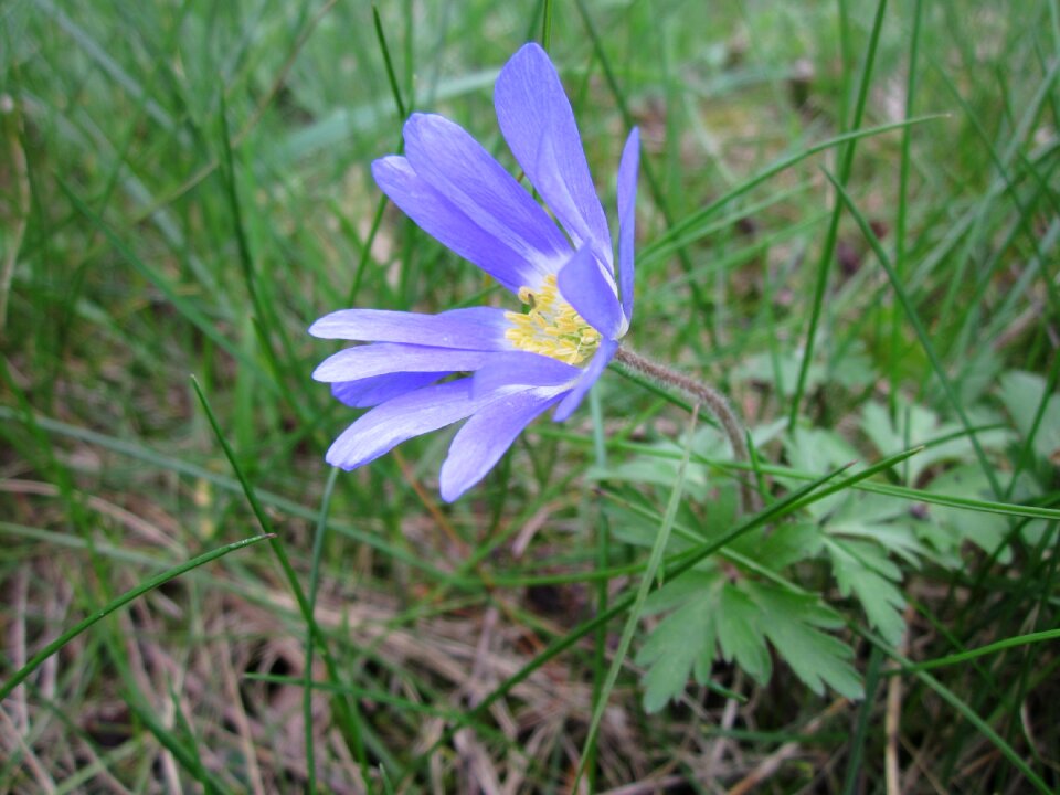 Winter windflower wildflower flora