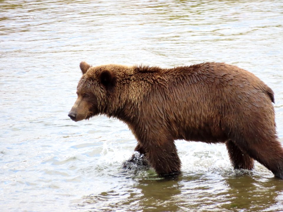 Bear #22