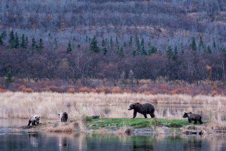 Bear 94 and spring cubs