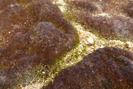 Close up view of cryptobiotic crust and gullies on the southeast side of Broken Mountain 5 08172013 photo