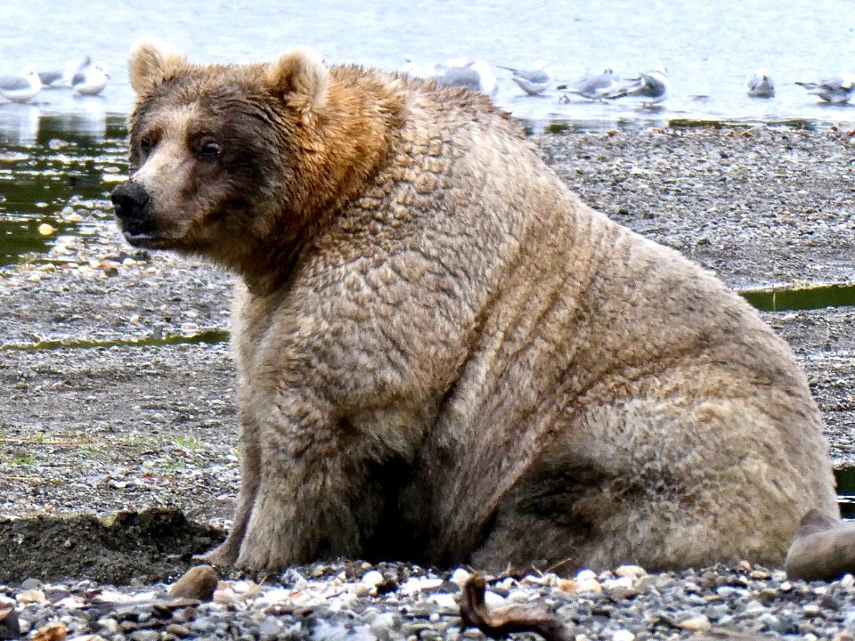 Bear 435 NPS Photo/N. Boak