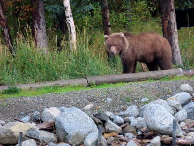 Bear #15