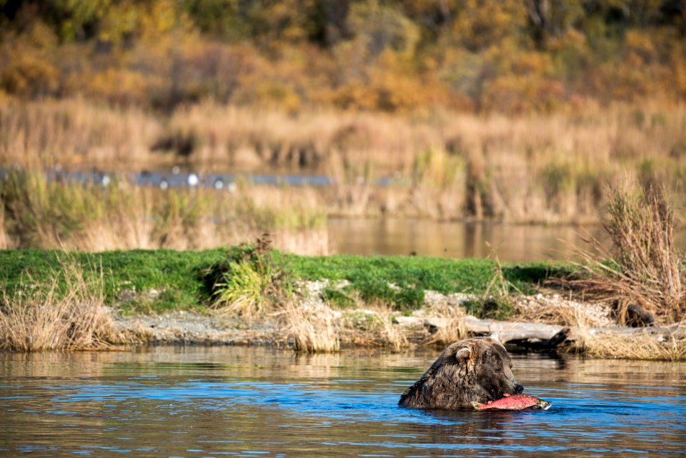 Bear 480 Otis with spawned-out salmon NPS Photo/Russ Taylor