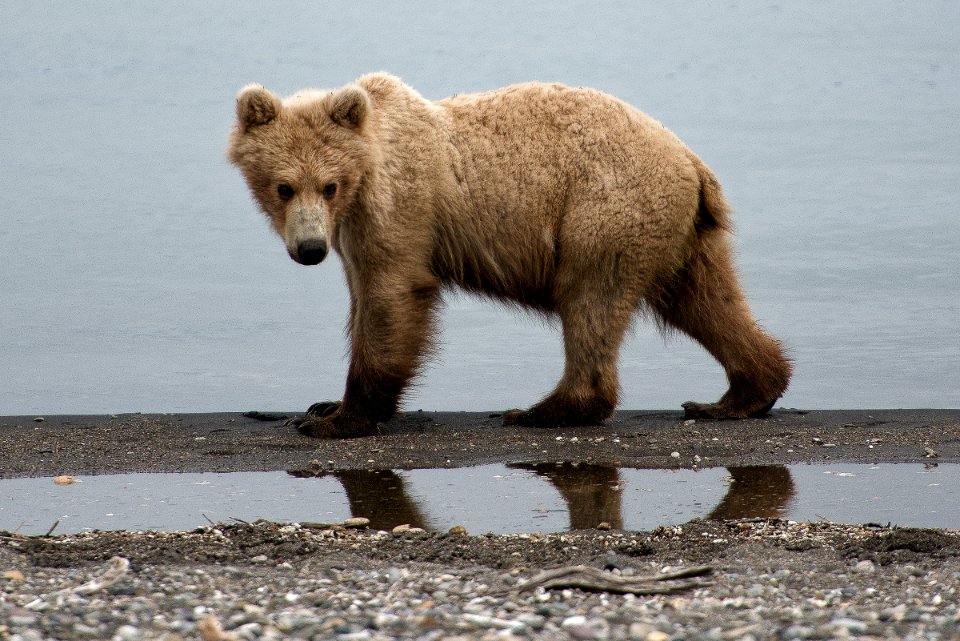 KATM Subadult Naknek June 8, 2018 NPS Russ Taylor