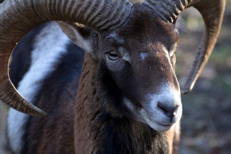 Capricorn wild animals