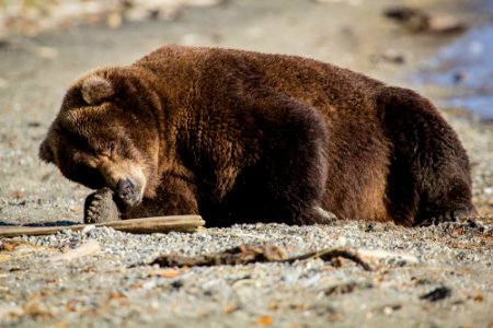 410 Sleeping on the beach NPS Photo/D. Kopshever
