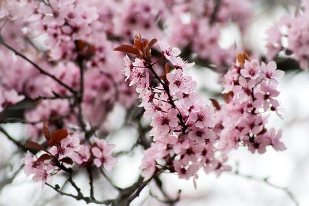 Bloom tree spring photo