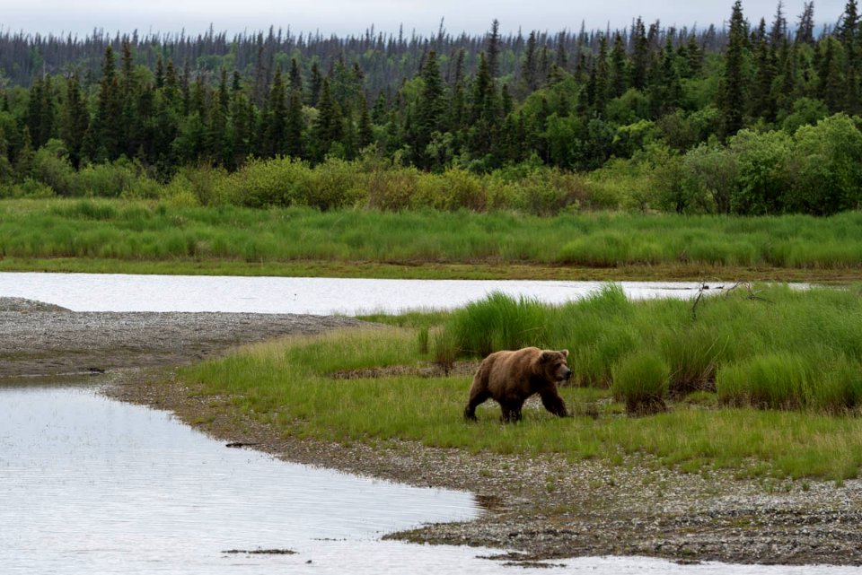 06212017-BrooksRiverMouth-First410sighting-RTaylor-NPS