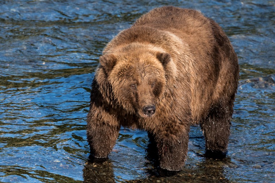 Bear 854 Divot on the Brooks River