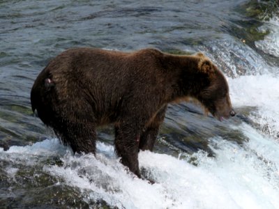 Bear #821