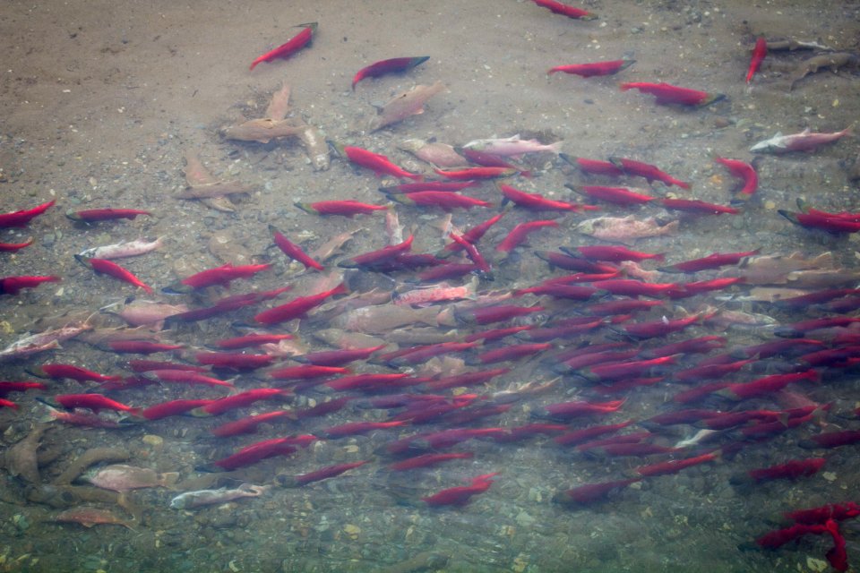 20170824-crosswinds-salmon-amrnps-2