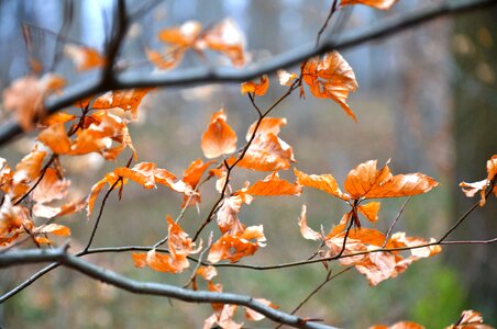 Winter yellow holidays photo