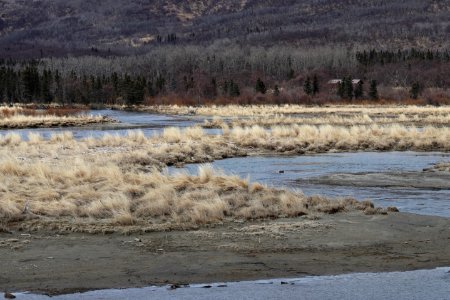 Brooks River