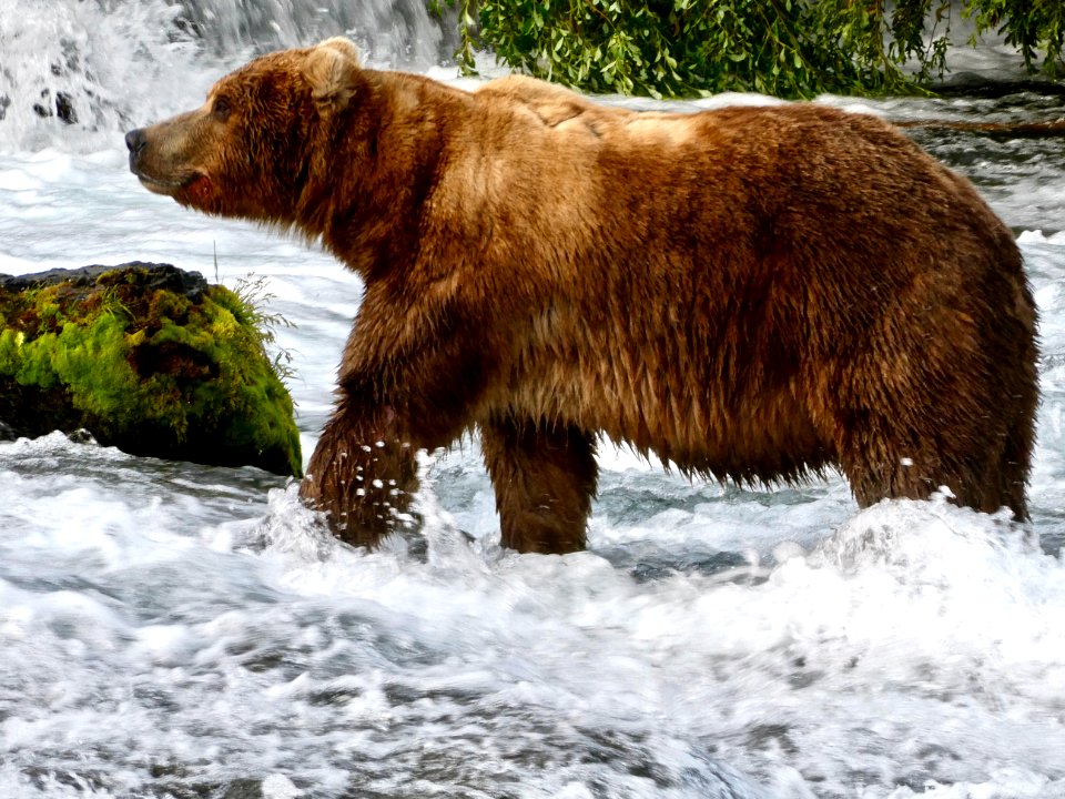 Bear 89 Backpack  NPS Photo/ N. Boak