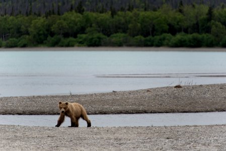 KATM Subadult Naknek Lake June 8, 2018 NPS Russ Taylor