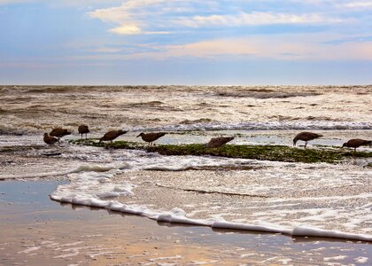 Dunes landscape holland photo