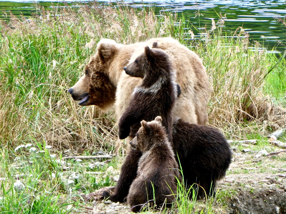 273 & cubs  NPS Photo/ N. Boak