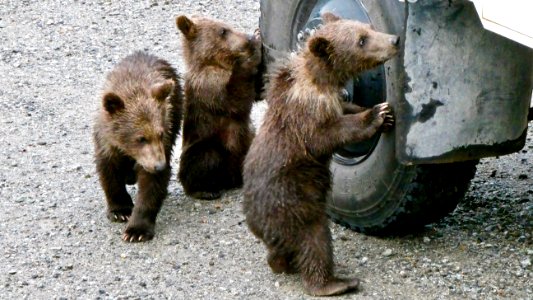 MIschievious cub  NPS Photo/ N. Boak
