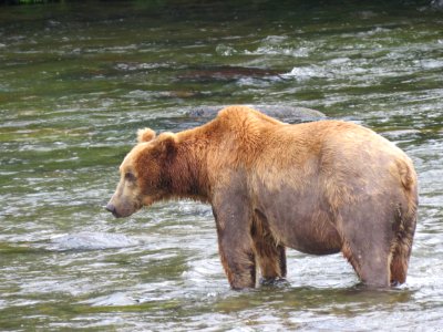 Bear #18