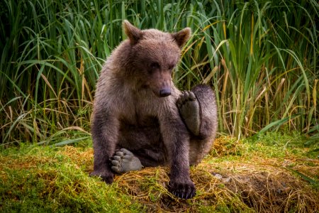 Cub scratching