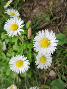 Lawn daisy woundwort bruisewort