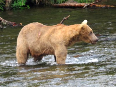 Bear #19