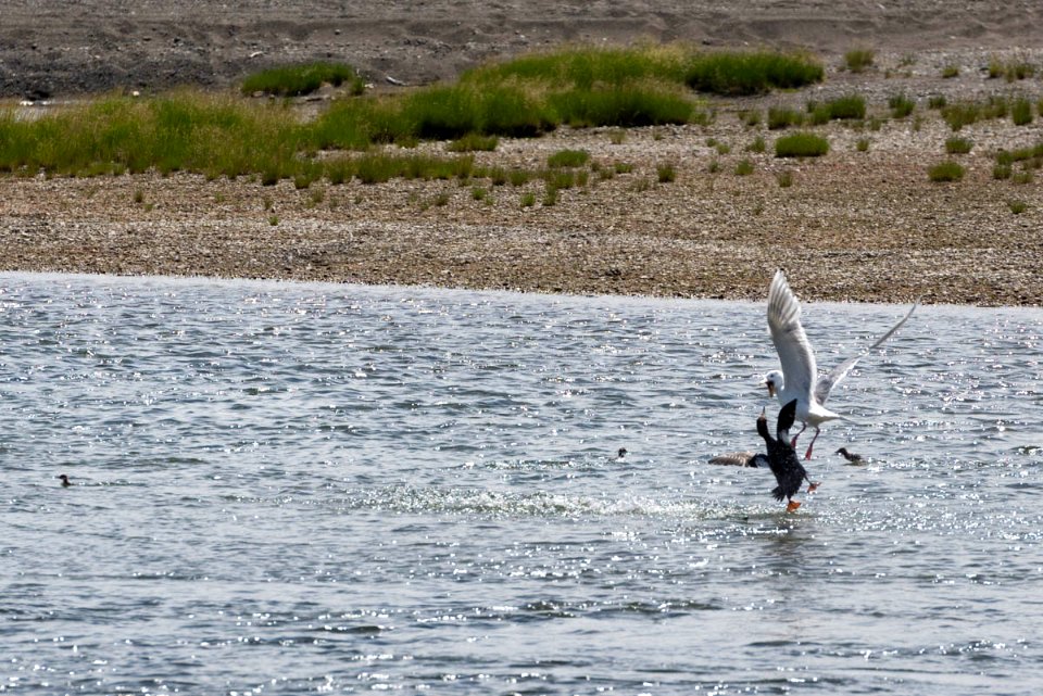 06182017-BrooksRiver-MerganserGullFight-RTaylor-NPS