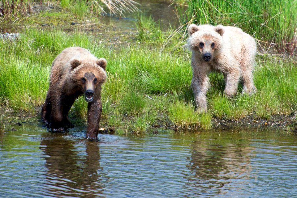 Bear 435 Holly's 2nd year cubs