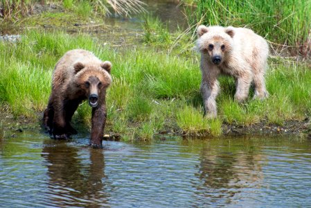 Bear 435 Holly's 2nd year cubs photo