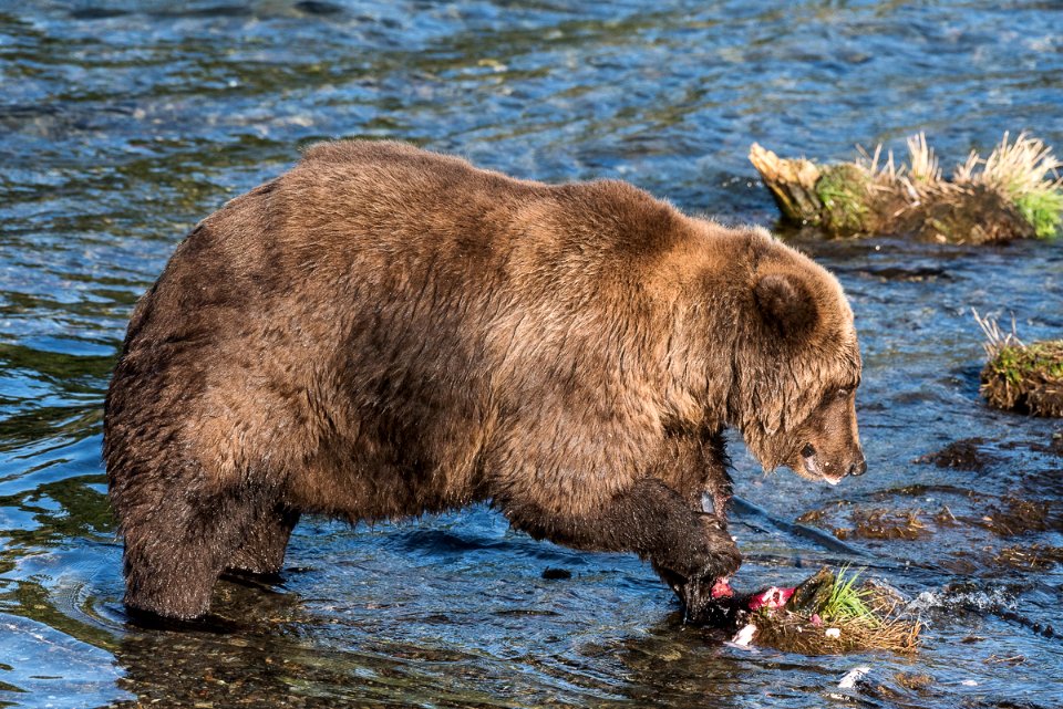 Bear 854 Divot near Brooks Falls, September 2, 2018