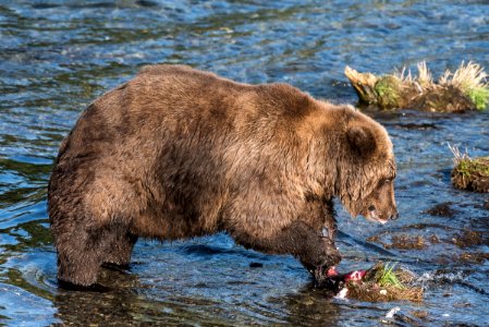 Bear 854 Divot near Brooks Falls, September 2, 2018