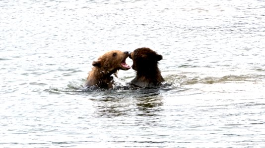 Cubs Playing NPS Photo/N. Boak