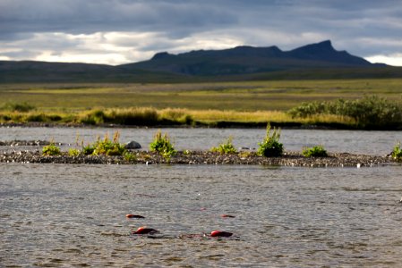 The salmon that make it up Funnel Creek in the Katmai Preserve have overcome the greatest of odds NPS Photo/Russ Taylor
