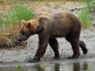 Bear #812