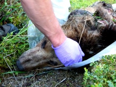 130 Bear carcass 16 07012014