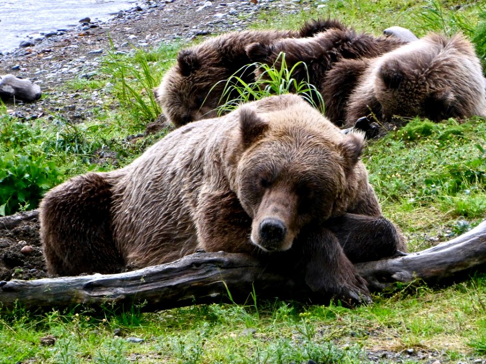 Tired 273 & cubs NPS Photo/ N. Boak