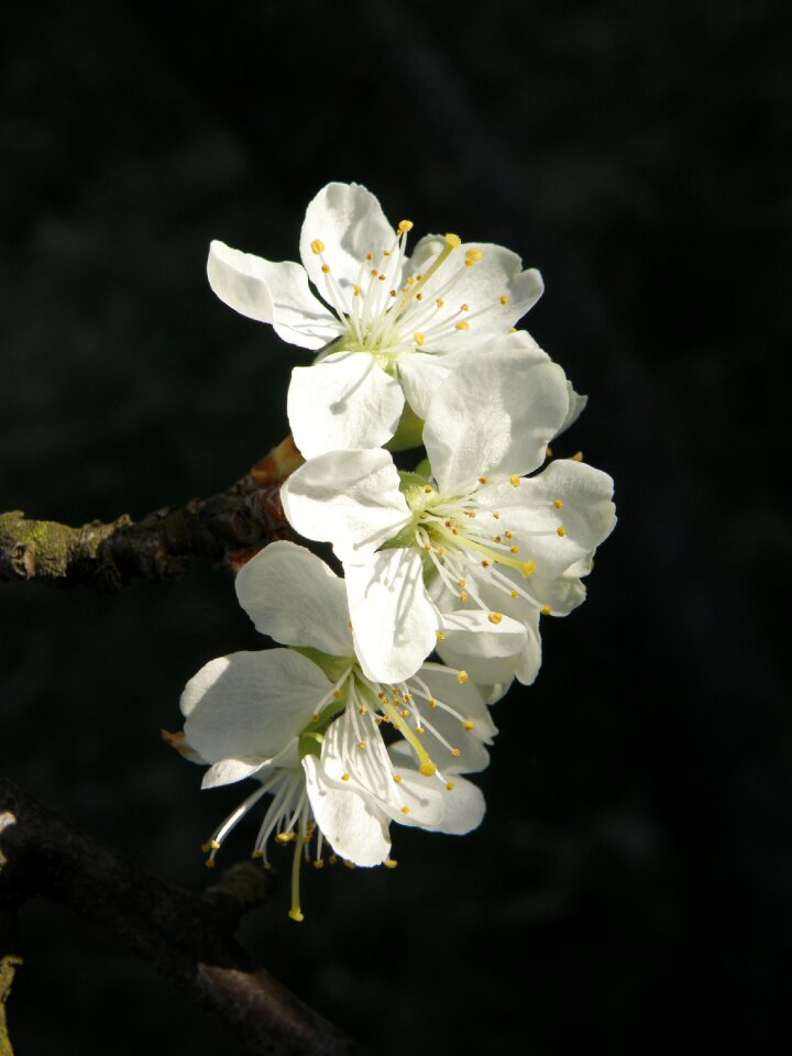 Fruit tree spring white