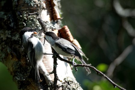 KATM Black-capped Chickadees NPS Photo/R. Taylor