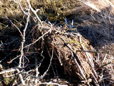 Fallen Eagle Nest, Brooks Camp 04072016 - 07