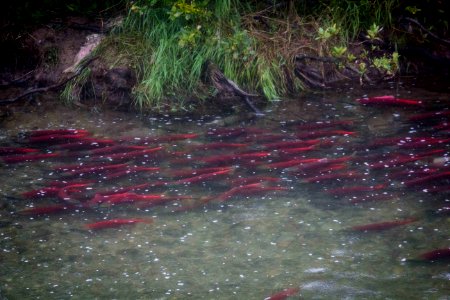 20170824-crosswinds-salmon-amrnps-1